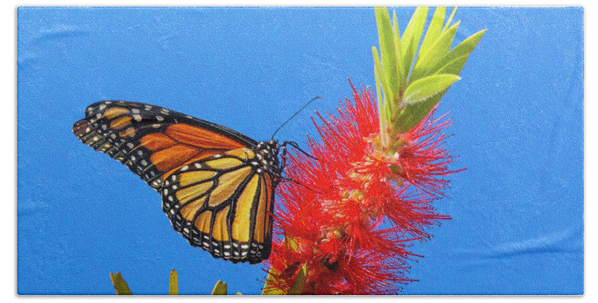 Monarch Butterfly Bath Towel featuring the photograph Monarch Butterfly and Bottlebrush Flower by Mark Andrew Thomas