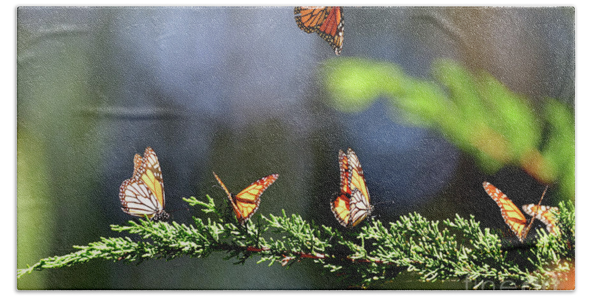 Monarch Bath Towel featuring the photograph Monarch Butterfly by Amazing Action Photo Video