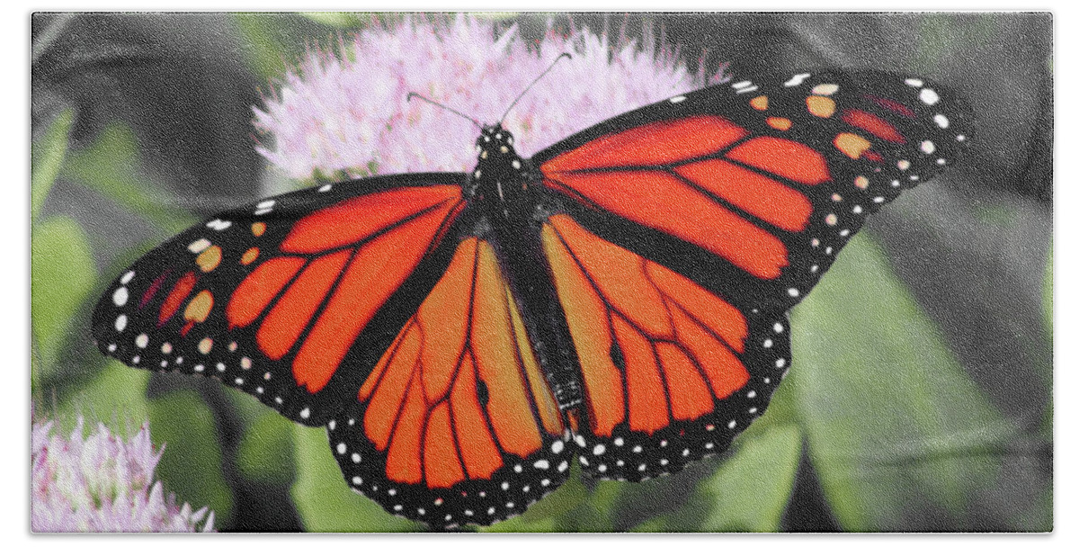 Monarch Bath Towel featuring the photograph Monarch Butterfly on a PInk Flower photograph by Christopher Reed