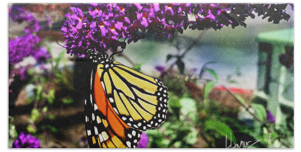 Monarch Bath Towel featuring the photograph Monarch Butterfly on a Magenta Flower by DC Langer