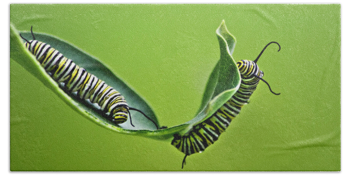 Monarch Caterpillar Bath Towel featuring the photograph Monarch Caterpillars by Christina Rollo