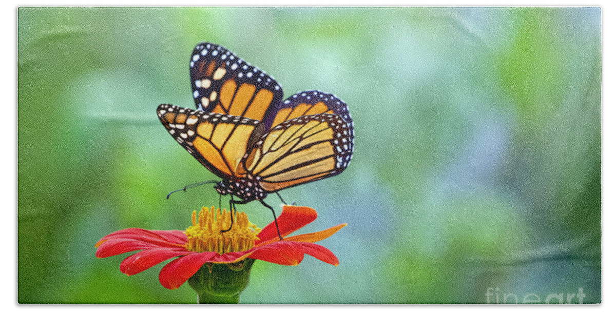 Bugs Hand Towel featuring the photograph Monarch Feeding Frenzy by Judy Kay