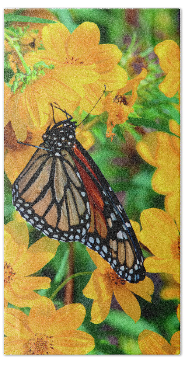 Nature Bath Towel featuring the photograph Monarch on Tickseed Sunflower DIN0353 by Gerry Gantt