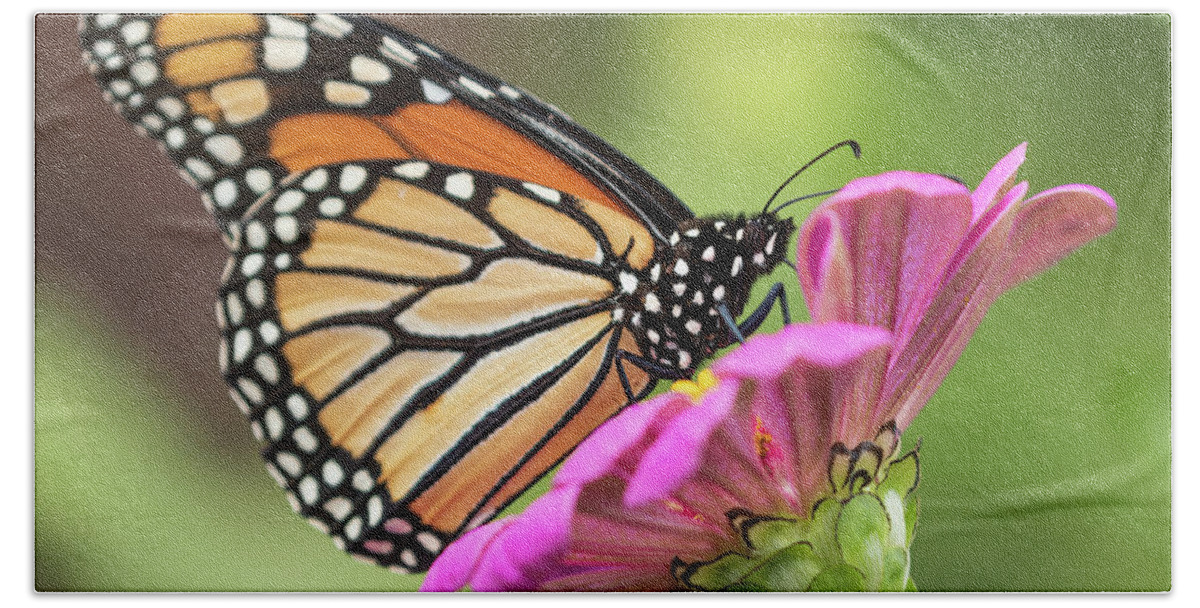 Monarch Butterfly Bath Towel featuring the photograph Monarch On Zinnia 2016 by Thomas Young