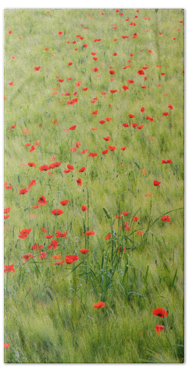 Vertical;wheat;red;poppies;green; Tuscany Bath Towel featuring the photograph Monet Field of Poppies in Wheat Field by Eggers Photography