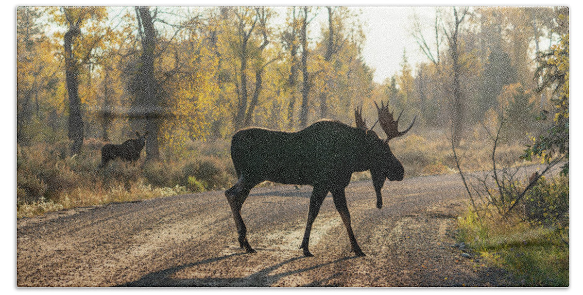 Moose Bath Towel featuring the photograph Moose in the Road by Wesley Aston