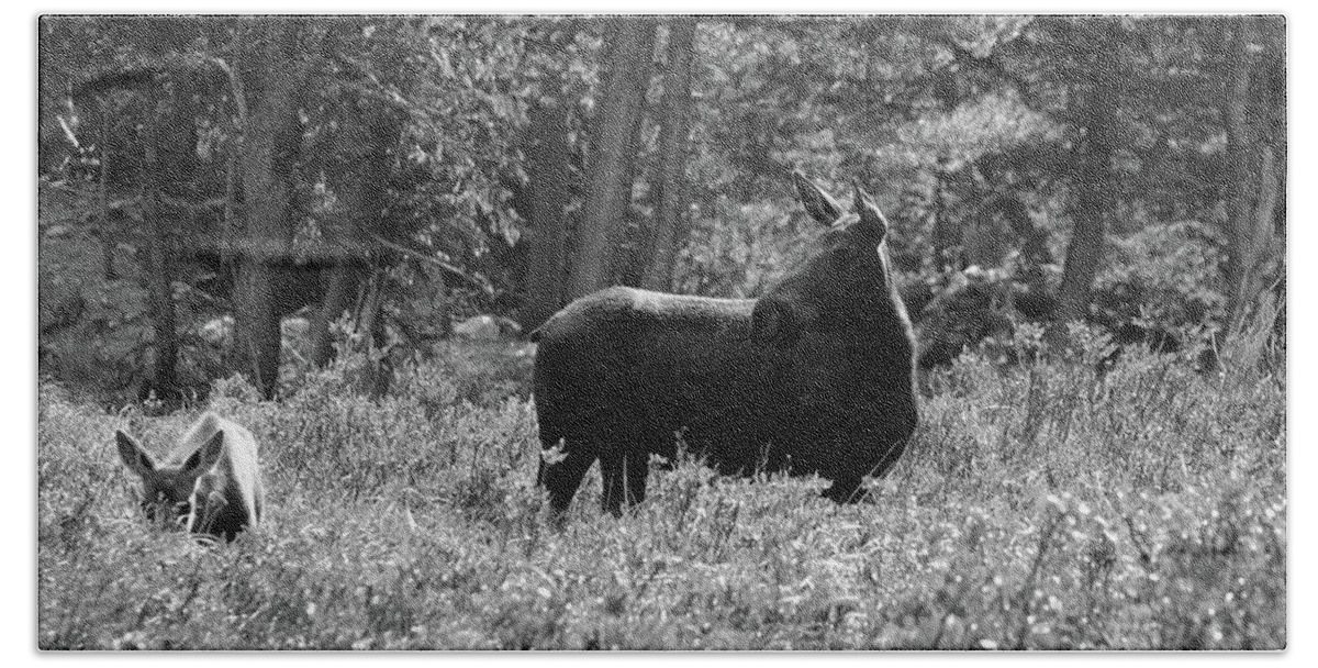 Photography Bath Towel featuring the photograph Moose - Keeping Watch, Northern Colorado by Richard Porter
