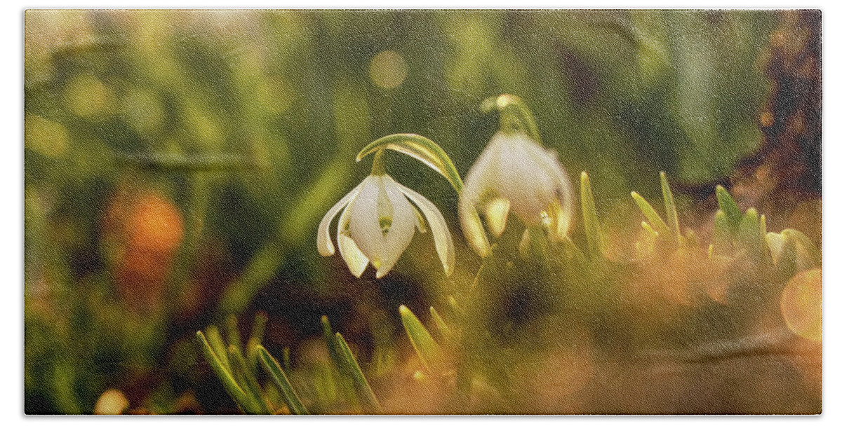 Galanthus Nivalis Bath Towel featuring the photograph Morning light shining on easter flower on the garden. Galanthus nivalis grow up. Snowdrop shoot in morning. First spring flower. New start by Vaclav Sonnek