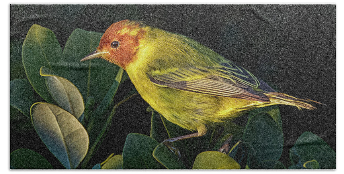 Rare Bird Bath Towel featuring the photograph Morning Mangrove Warbler by Jaki Miller