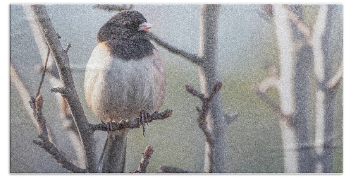 Black Phoebe Bath Towel featuring the photograph Morning Watch by Laura Macky