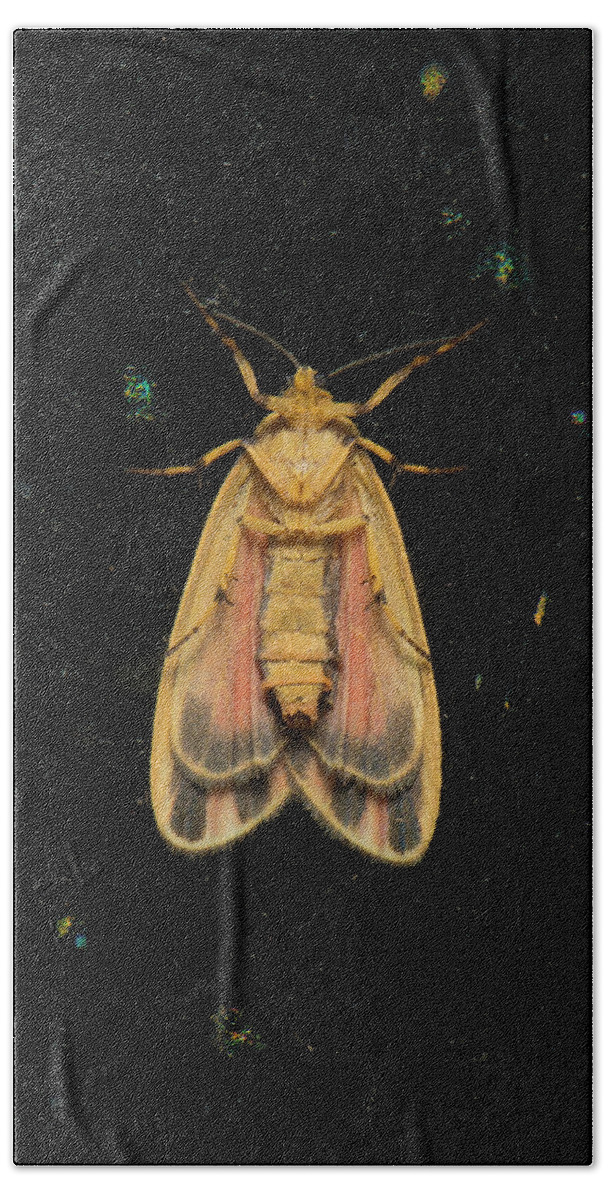 Scarlet Bath Towel featuring the photograph Moth Series, Lepidoptera, Scarlet - Winged Lichen Moth, Hypoprepia miniata 94 by Eric Abernethy