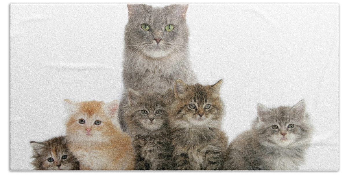 Maine Coon Bath Towel featuring the photograph Mother Maine Coon cat and five kittens by Warren Photographic