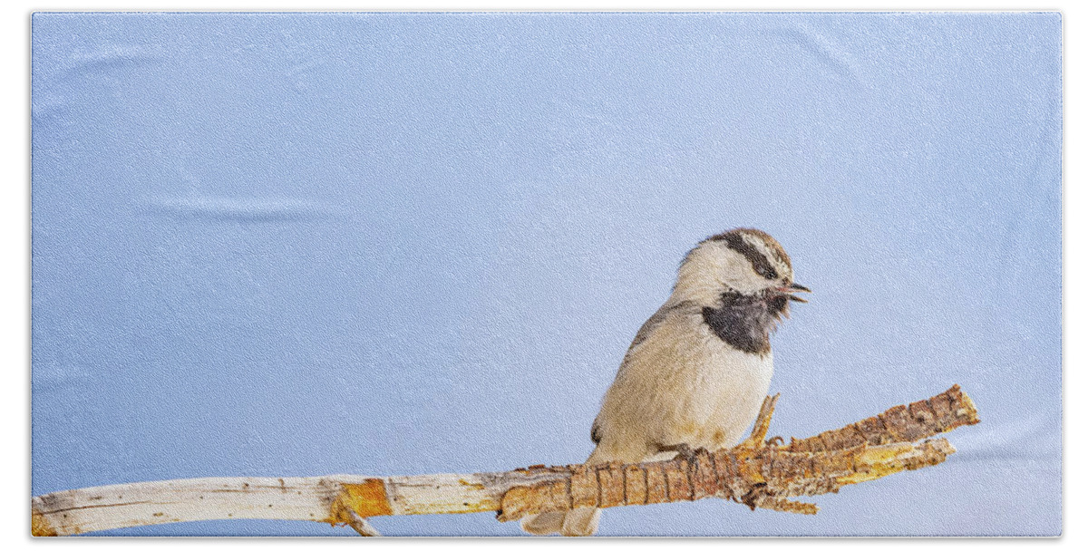 2020 Bath Towel featuring the photograph Mountain Chickadee in Color by Erin K Images