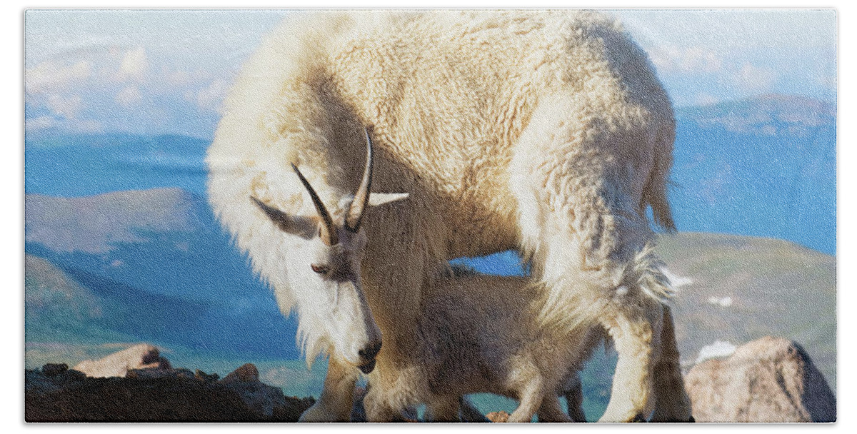 Mountain Goats Hand Towel featuring the photograph A Nanny Goat and Her Baby Mountain Goat by OLena Art