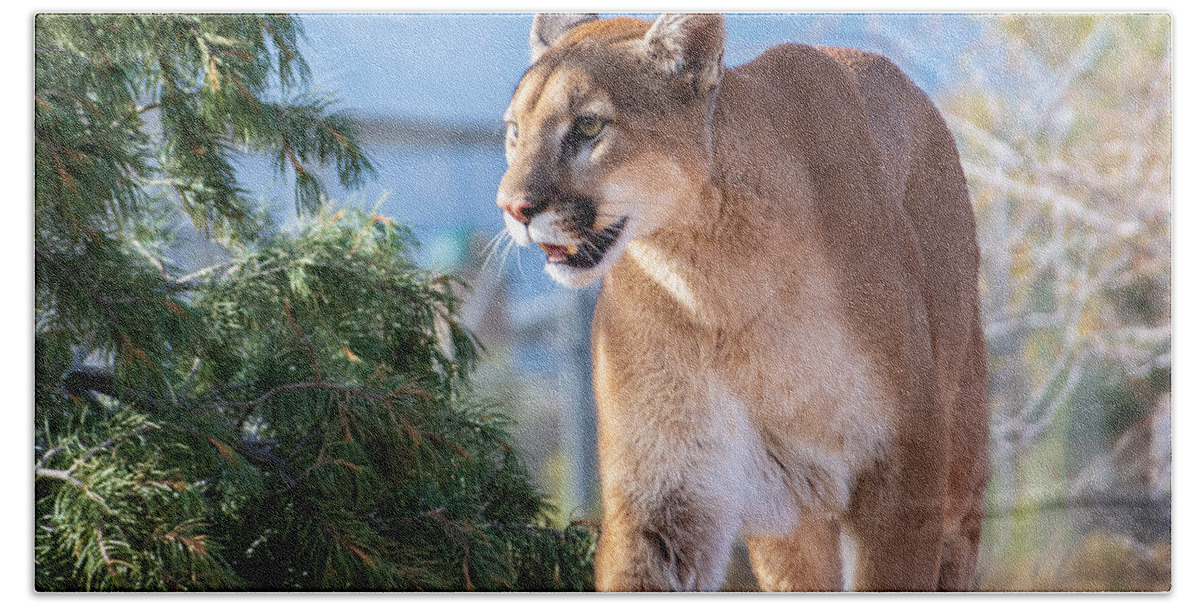 Mountain Lion Fstop101 Wildlife Bath Towel featuring the photograph Mountain Lion by Geno Lee