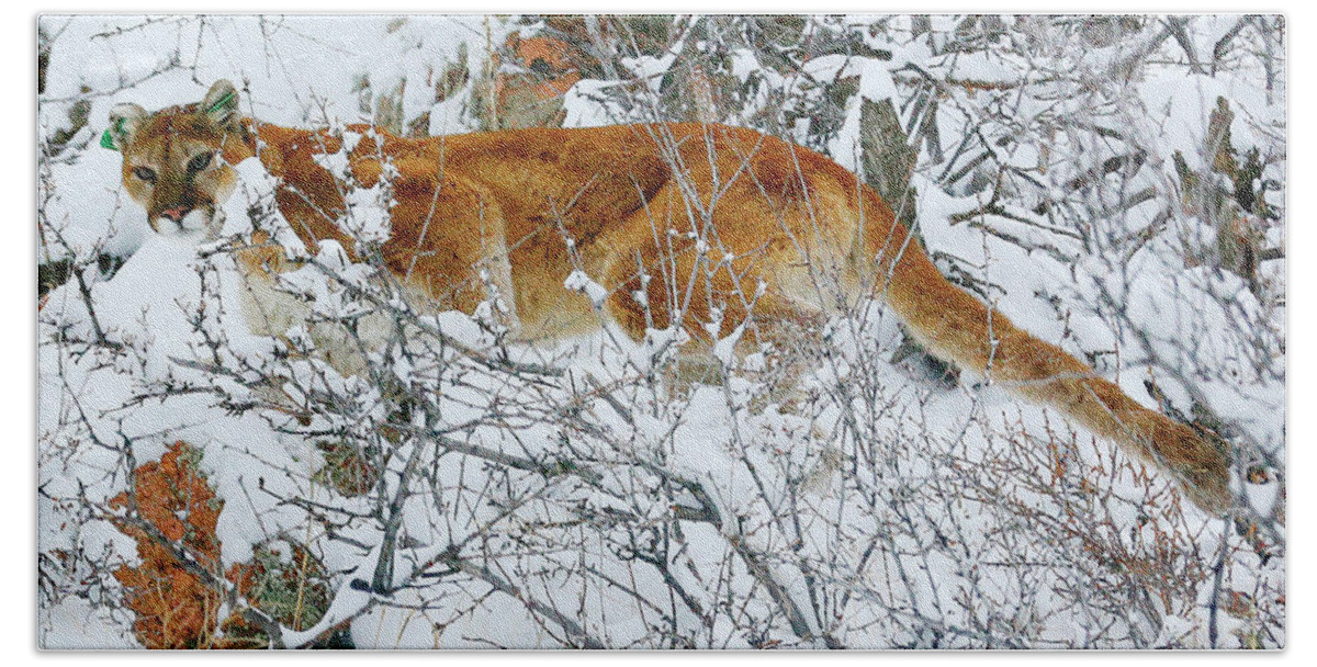 Mountain Lion Bath Towel featuring the photograph Mountain Lion in the Snow by Rick Wilking