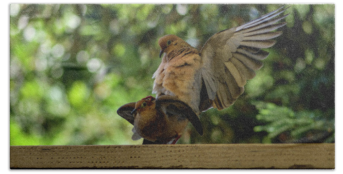 Mourning Dove Hand Towel featuring the photograph Mourning Dove Making Love by Amazing Action Photo Video