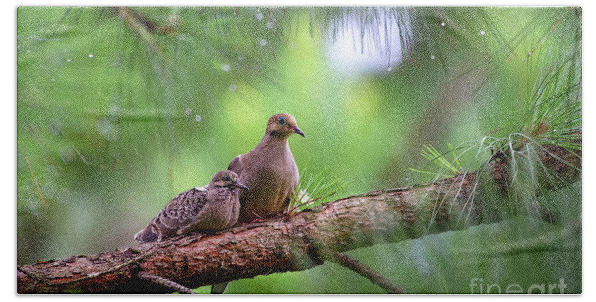 Doves Hand Towel featuring the photograph Mourning doves sheltering from the rain by Rehna George