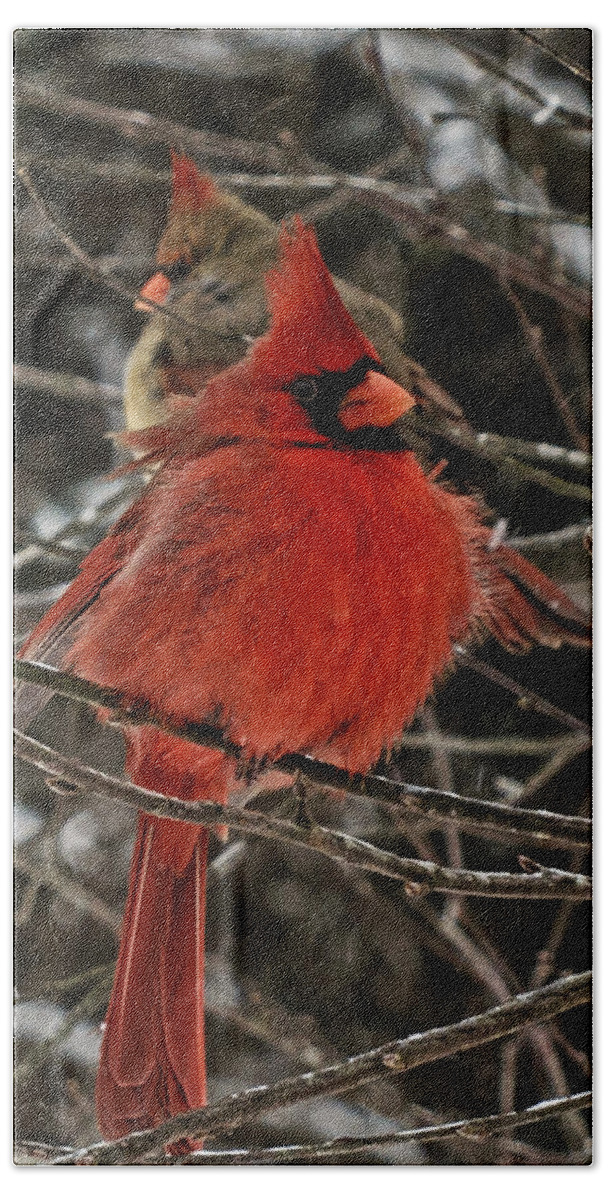 Northern Cardinal Bath Towel featuring the photograph Mr. and Mrs. by John Harding