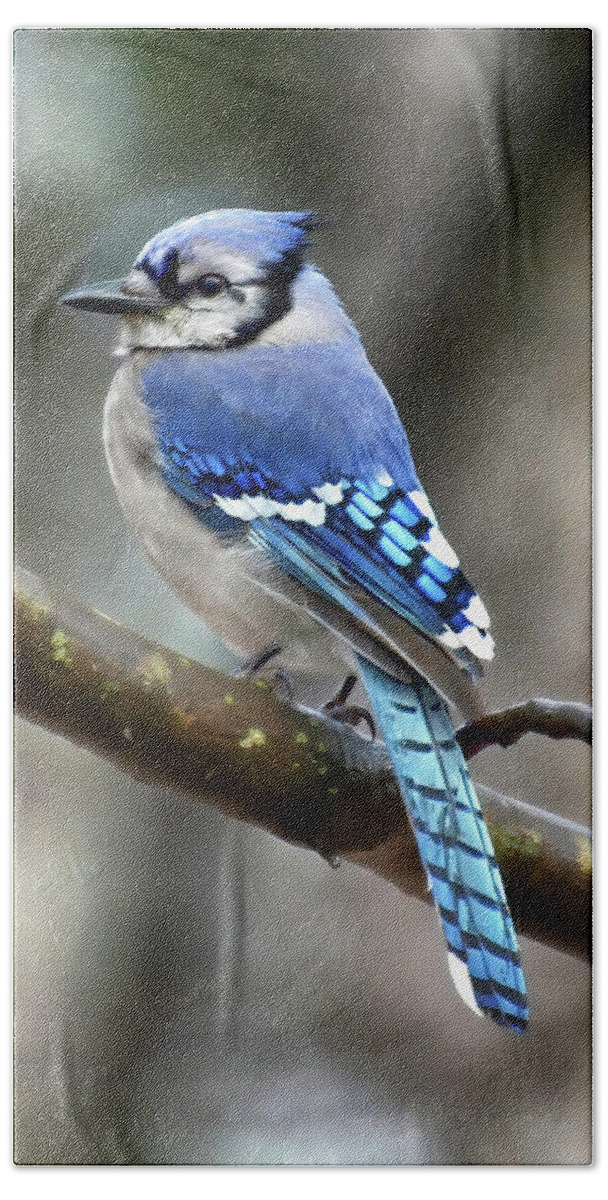 Blue Jay Hand Towel featuring the photograph Mr. Blue Jay by Michael Frank
