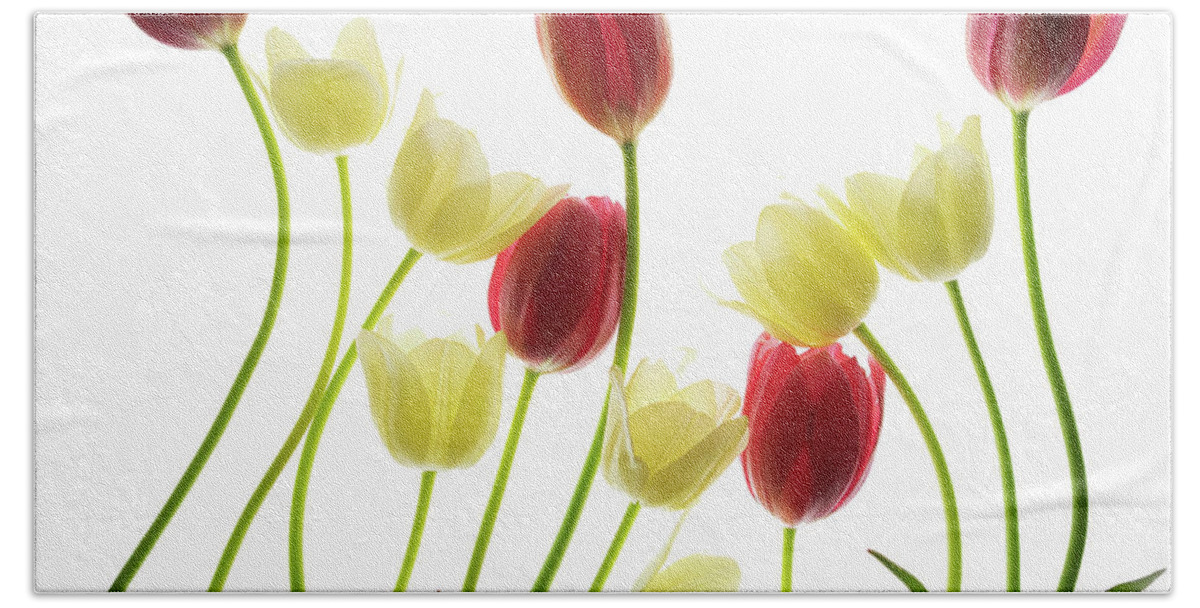 Flowers Bath Towel featuring the photograph Multi Colored Tulips by Rebecca Cozart