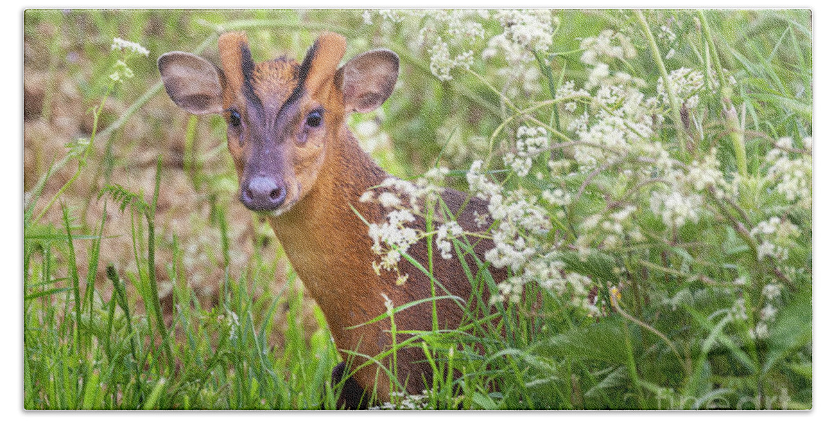 Deer Bath Towel featuring the photograph Muntjac deer looking through cow parsley hedge by Simon Bratt