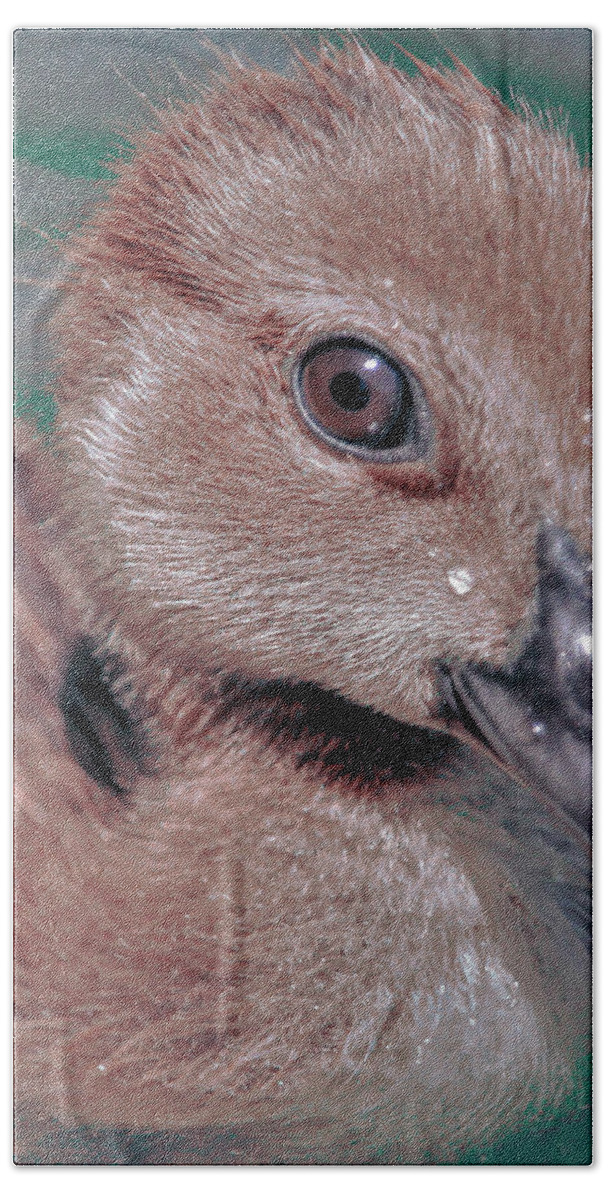 Duckling Hand Towel featuring the photograph Muscovy Duckling by Joanne Carey