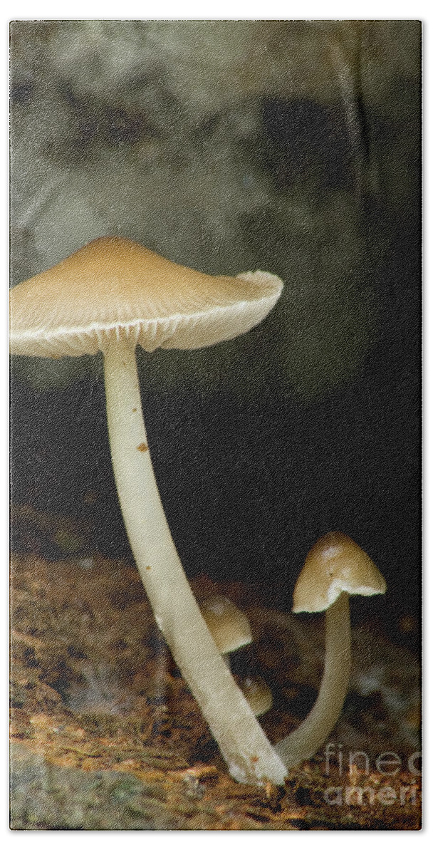 Mushrooms Bath Towel featuring the photograph Mushrooms by Rich S