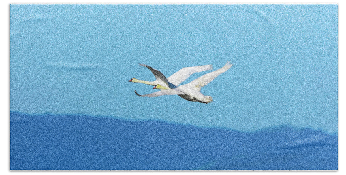 Swans Hand Towel featuring the photograph Mute swans in flight by Tahmina Watson