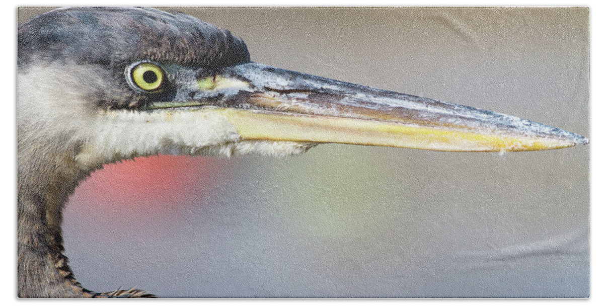 Great Blue Heron Bath Towel featuring the photograph My Best Side by Annette Hugen