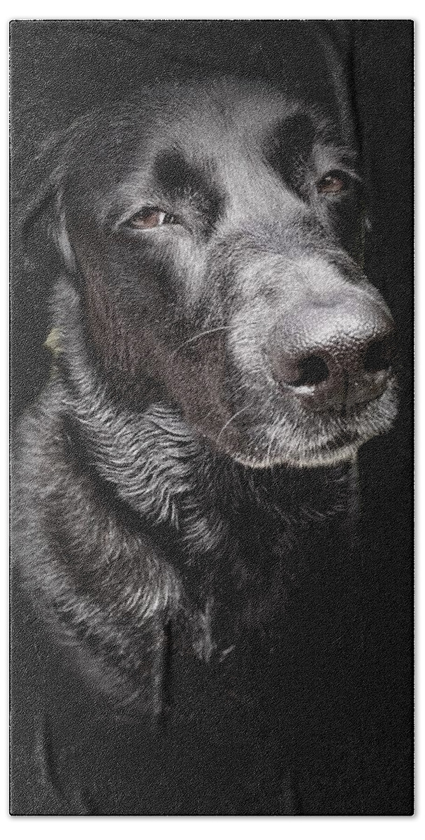 Dog Hand Towel featuring the photograph My Dog Darby by David Letts