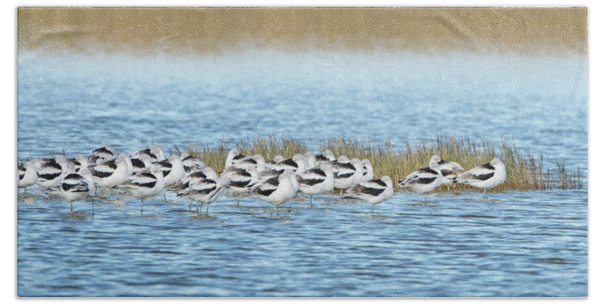 American Avocet Bath Towel featuring the photograph Nap Time by CR Courson