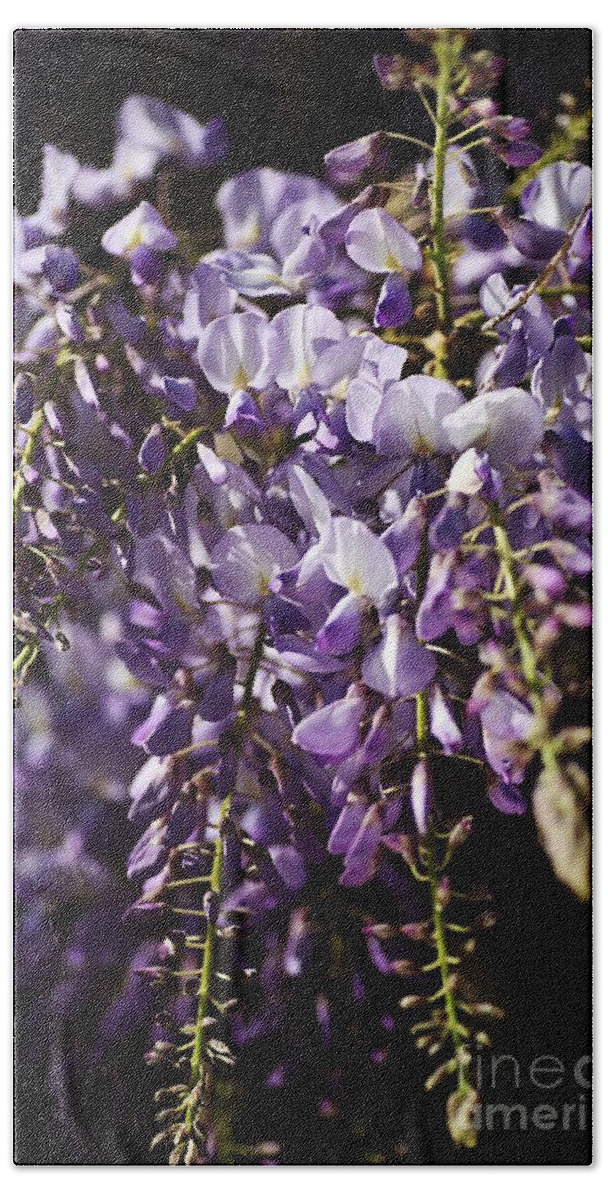 Acanthaceae Bath Towel featuring the photograph Natural Wisteria Bouquet by Joy Watson