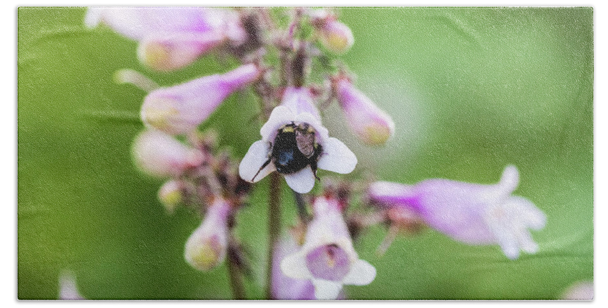 Bee Bath Towel featuring the photograph Nature Photography -Bee in Flower by Amelia Pearn
