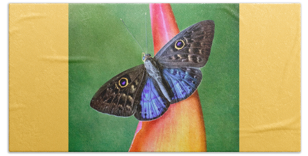 Butterfly Bath Towel featuring the photograph Natures Gift by Susan Hope Finley