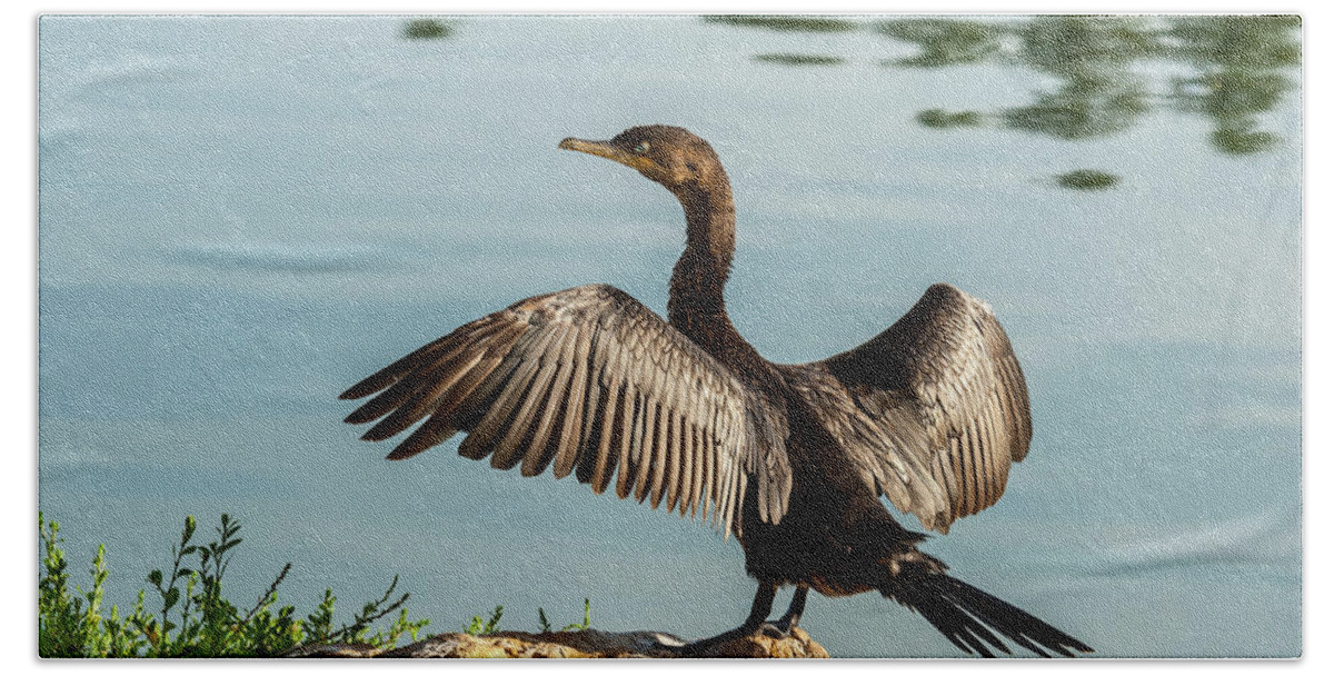 Animal Bath Towel featuring the photograph Neotropic Cormorant with Wings Spread by Jeff Goulden