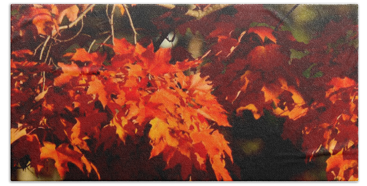 New England Bath Towel featuring the photograph New England Maple Tree in Autumn by Eunice Miller