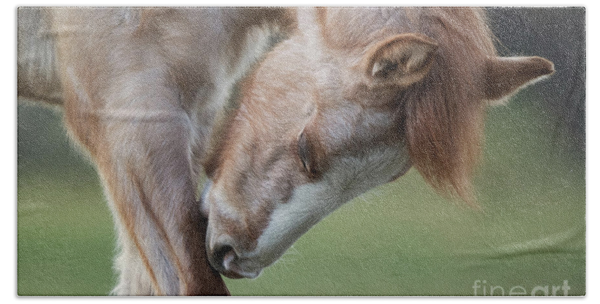 Cute Foal Bath Towel featuring the photograph Nibble by Shannon Hastings