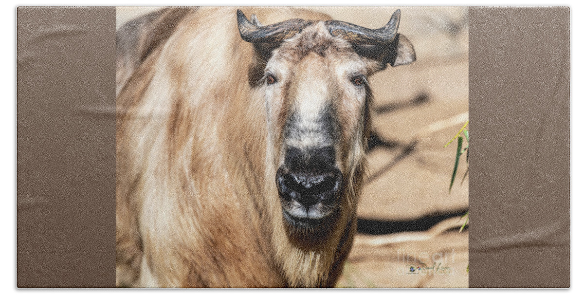Cattle Chamois Hand Towel featuring the photograph Nice to Meet Gnu by David Levin