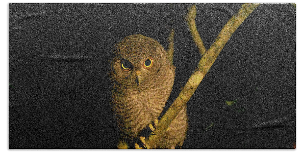 Owl Bath Towel featuring the photograph Night Owlet by Todd Tucker