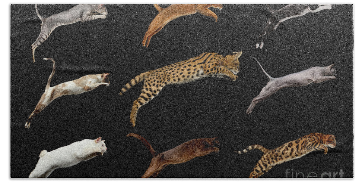 Cat Bath Towel featuring the photograph Nine Cats by Sergey Taran