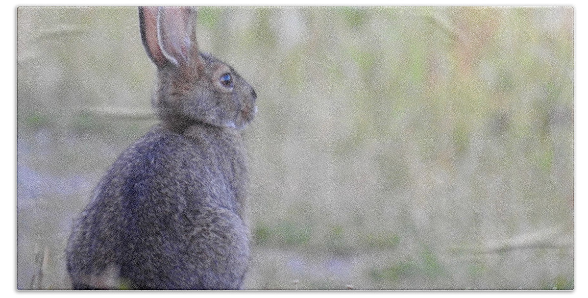 Rabbit Bath Towel featuring the photograph Nipped by frost by Nicola Finch