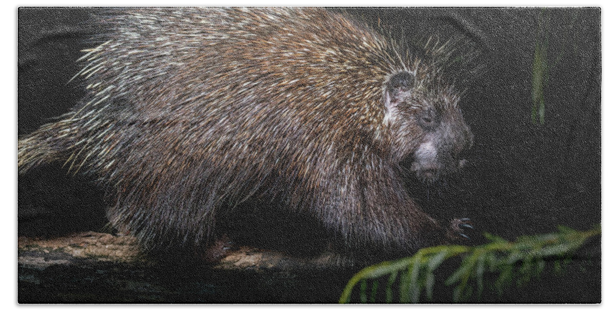 North American Porcupine Bath Towel featuring the photograph North American Porcupine at Night by Arterra Picture Library