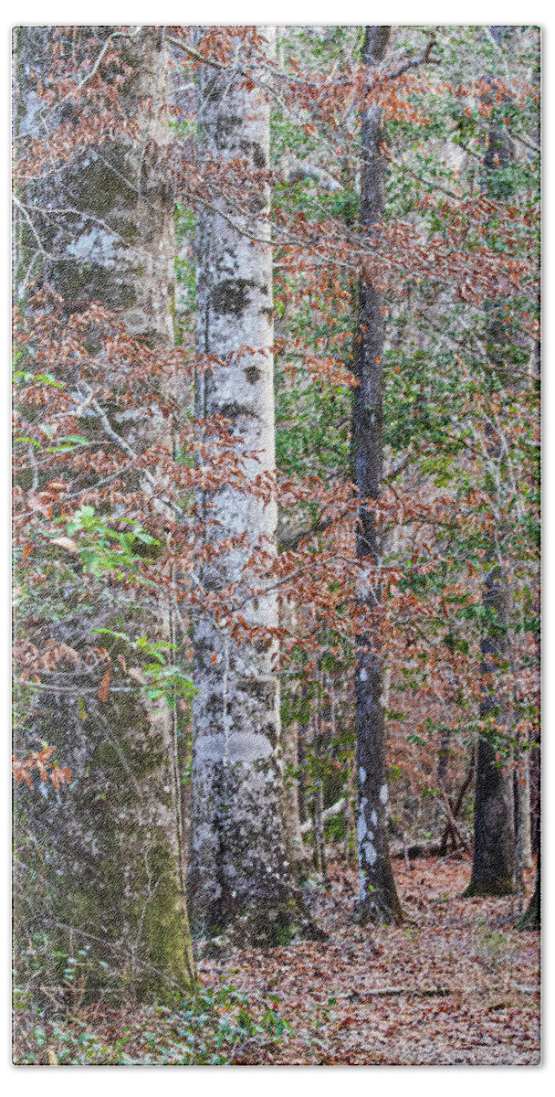 Hike Bath Towel featuring the photograph North Carolina Winter Scene Along the Trail by Bob Decker