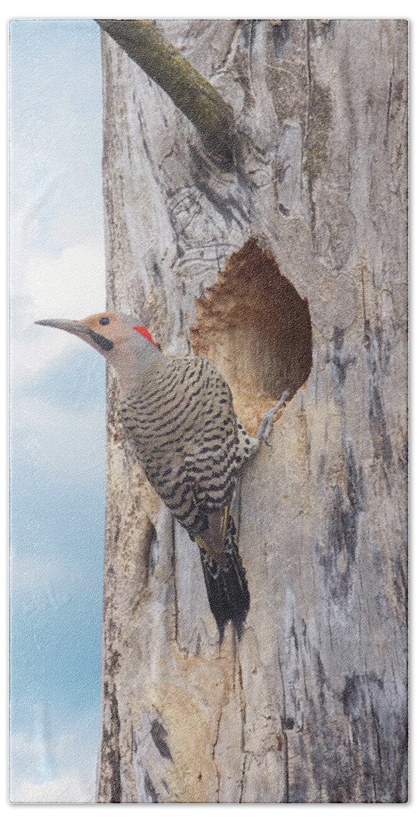 Northern Flicker Bath Towel featuring the photograph Norther Flicker by Brook Burling