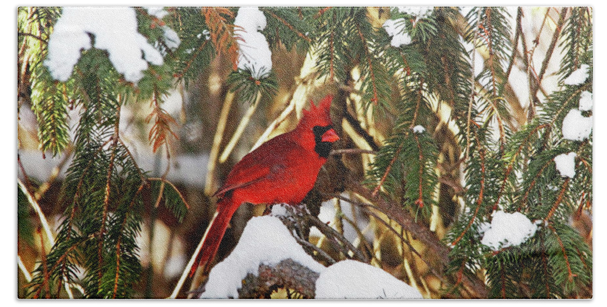 Northern Red Cardinal Bath Towel featuring the photograph Northern Cardinal In Winter by Debbie Oppermann