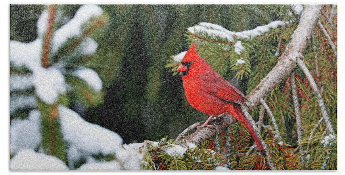 Northern Red Cardinal Bath Towel featuring the photograph Northern Red Cardinal In Winter by Debbie Oppermann