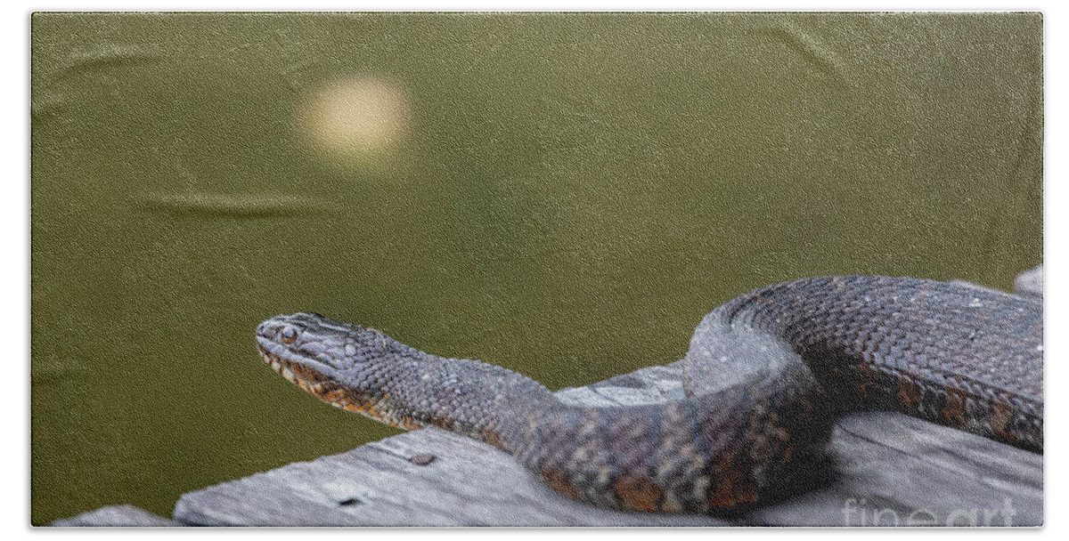 Northern Water Snake Bath Towel featuring the photograph Northern Water Snake by Jim West