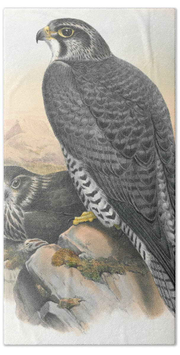 Norwegian Gyrfalcon Bath Towel featuring the drawing Norwegian Gyrfalcon. John Gould by World Art Collective