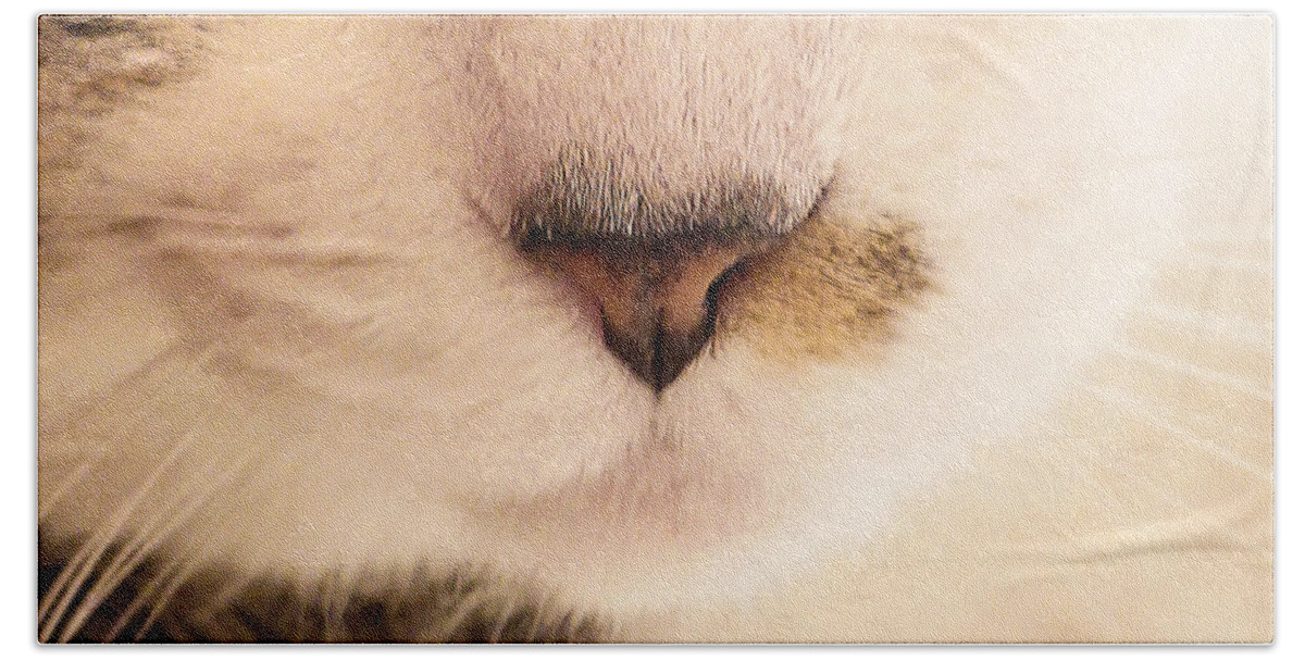 Cat Hand Towel featuring the photograph Nose and Whiskers by Steve Ember